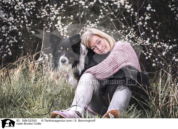 Border Collie Rde / male Border Collie / SIB-02500