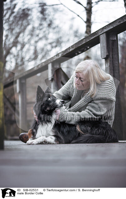 Border Collie Rde / male Border Collie / SIB-02531