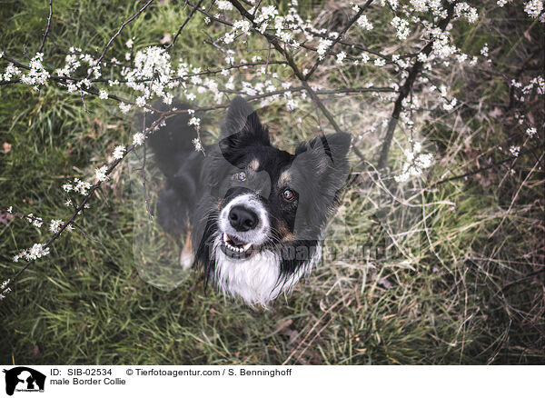 Border Collie Rde / male Border Collie / SIB-02534