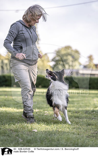 male Border Collie / SIB-02546