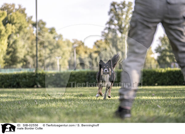 Border Collie Rde / male Border Collie / SIB-02556