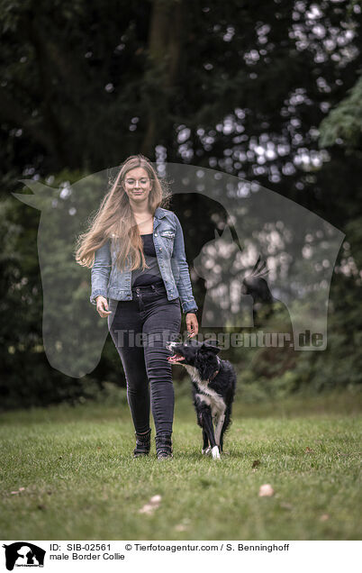 Border Collie Rde / male Border Collie / SIB-02561