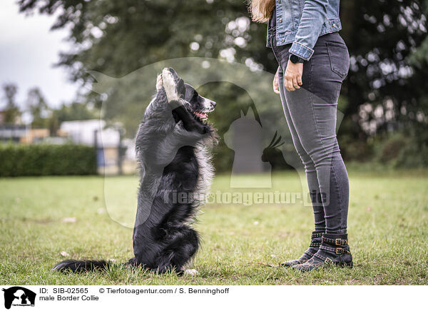 male Border Collie / SIB-02565