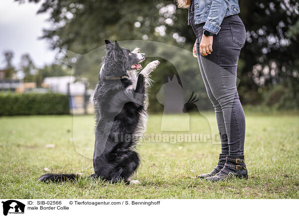 Border Collie Rde / male Border Collie / SIB-02566