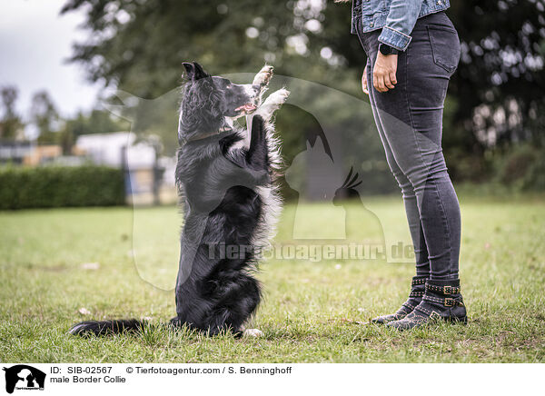 Border Collie Rde / male Border Collie / SIB-02567