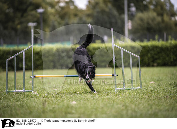 Border Collie Rde / male Border Collie / SIB-02570