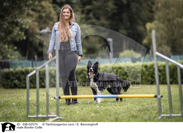 Border Collie Rde / male Border Collie / SIB-02574
