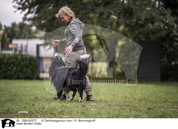 Border Collie Rde / male Border Collie / SIB-02577
