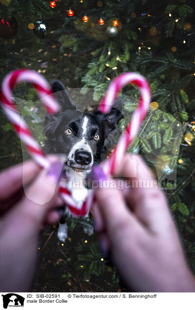 Border Collie Rde / male Border Collie / SIB-02591