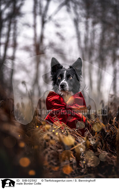 Border Collie Rde / male Border Collie / SIB-02592