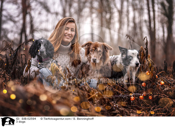 3 Hunde / 3 dogs / SIB-02594