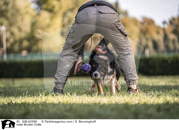 Border Collie Rde / male Border Collie / SIB-02596