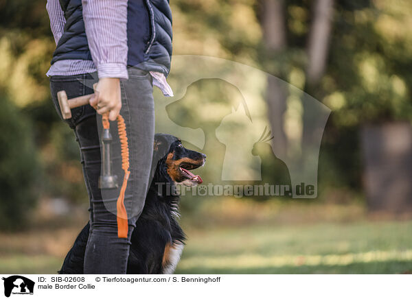 Border Collie Rde / male Border Collie / SIB-02608