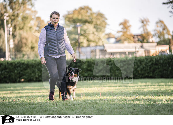 Border Collie Rde / male Border Collie / SIB-02610
