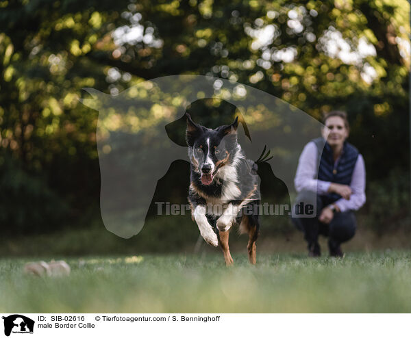 Border Collie Rde / male Border Collie / SIB-02616