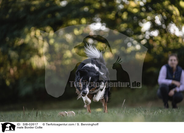 Border Collie Rde / male Border Collie / SIB-02617