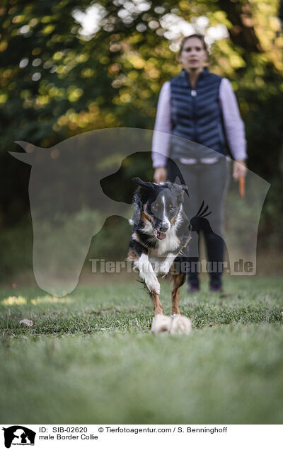 Border Collie Rde / male Border Collie / SIB-02620