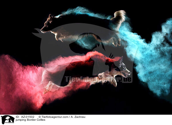 springende Border Collies / jumping Border Collies / AZ-01502