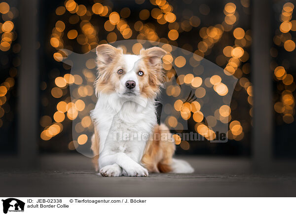 ausgewachsener Border Collie / adult Border Collie / JEB-02338