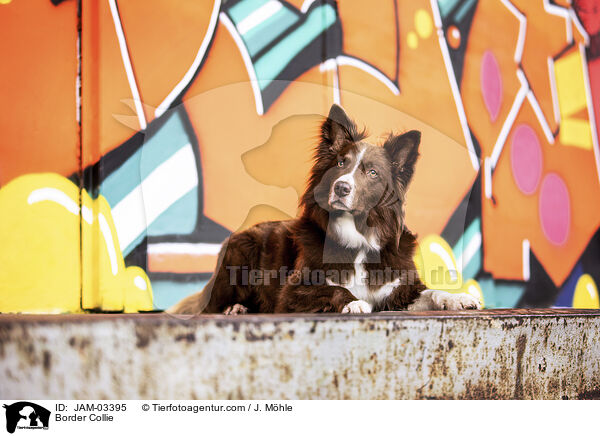 Border Collie / JAM-03395