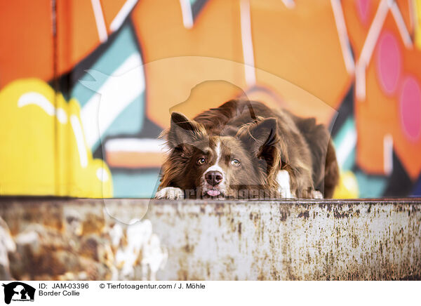 Border Collie / JAM-03396
