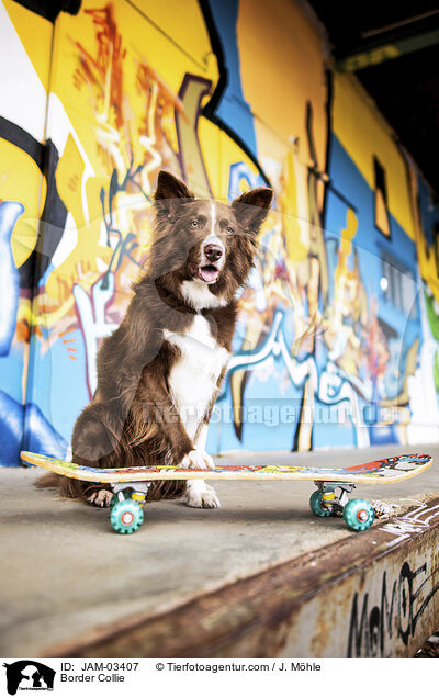 Border Collie / JAM-03407