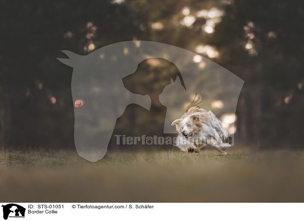 Border Collie / STS-01051
