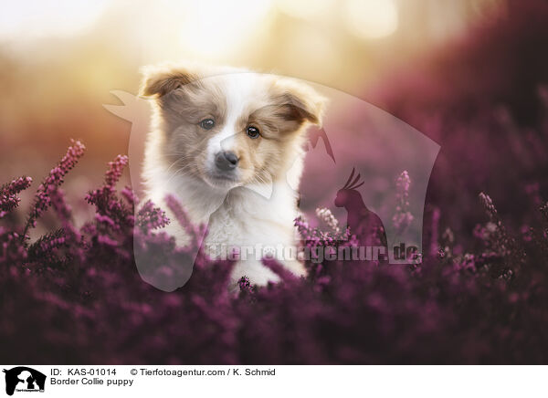 Border Collie Welpe / Border Collie puppy / KAS-01014
