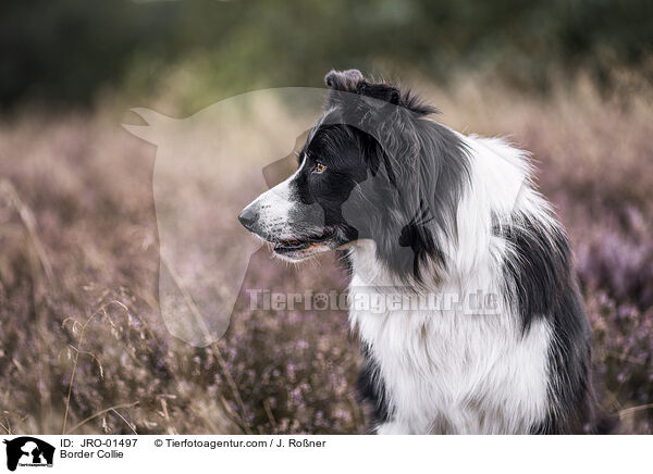 Border Collie / Border Collie / JRO-01497