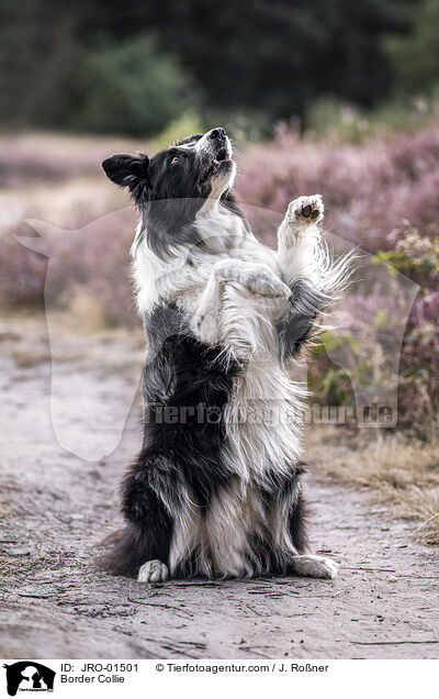 Border Collie / Border Collie / JRO-01501