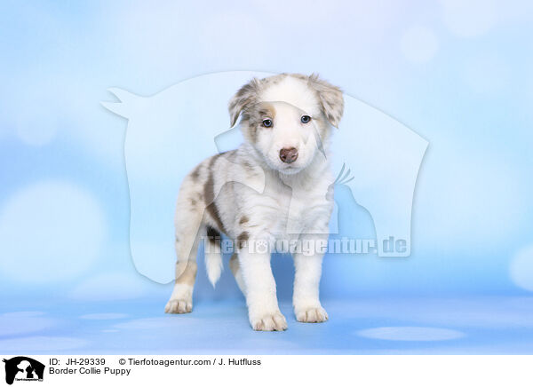 Border Collie Puppy / JH-29339
