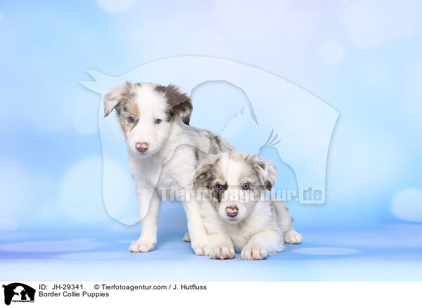 Border Collie Puppies / JH-29341