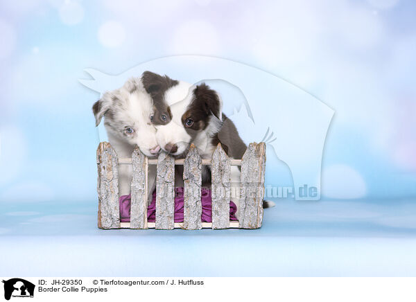 Border Collie Puppies / JH-29350