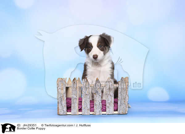 Border Collie Puppy / JH-29351