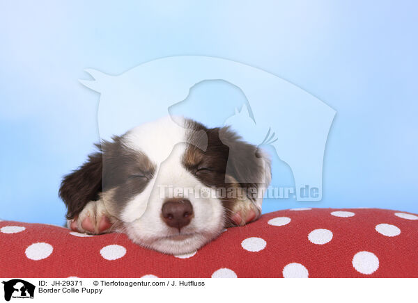 Border Collie Puppy / JH-29371