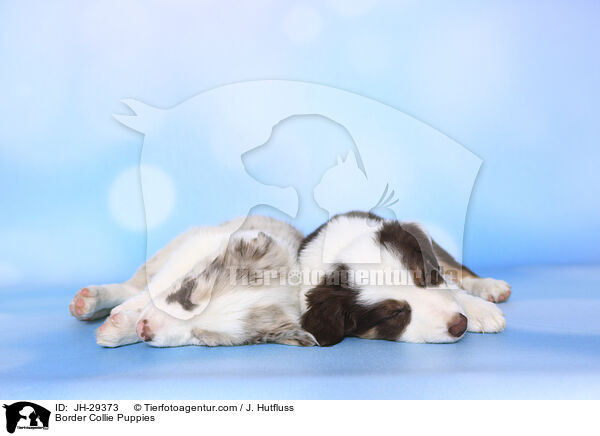 Border Collie Puppies / JH-29373