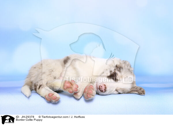 Border Collie Puppy / JH-29378