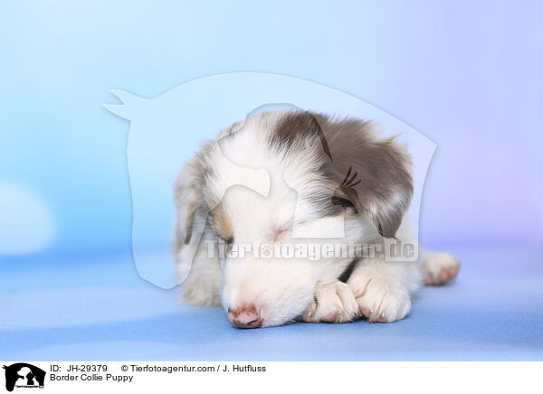 Border Collie Puppy / JH-29379