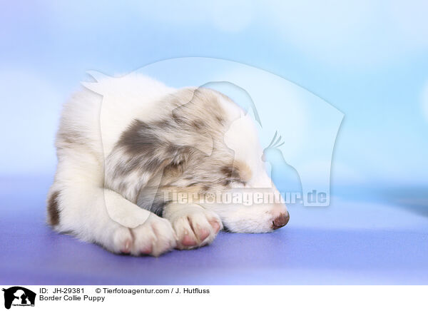 Border Collie Puppy / JH-29381
