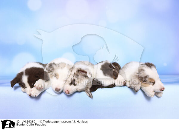 Border Collie Puppies / JH-29385