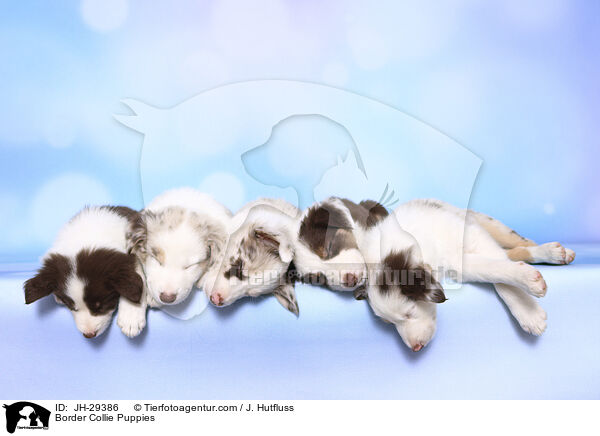 Border Collie Puppies / JH-29386