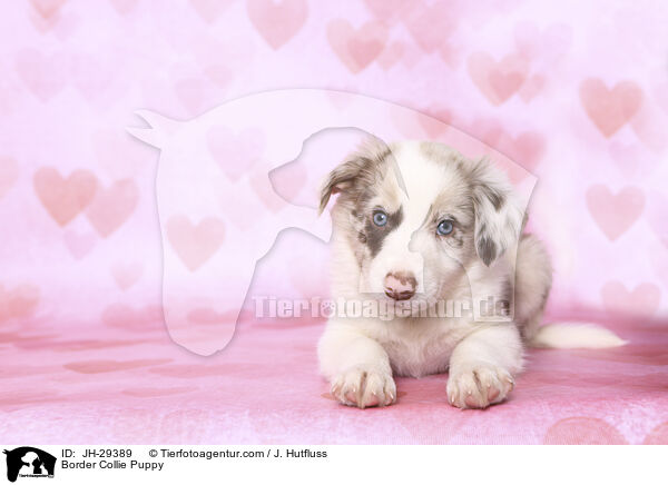 Border Collie Puppy / JH-29389