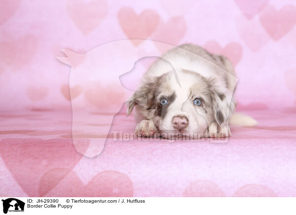 Border Collie Puppy / JH-29390