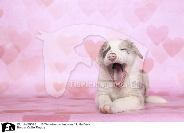 Border Collie Puppy / JH-29393