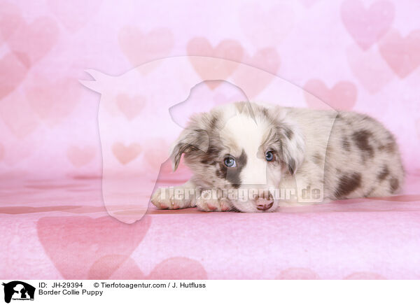 Border Collie Puppy / JH-29394