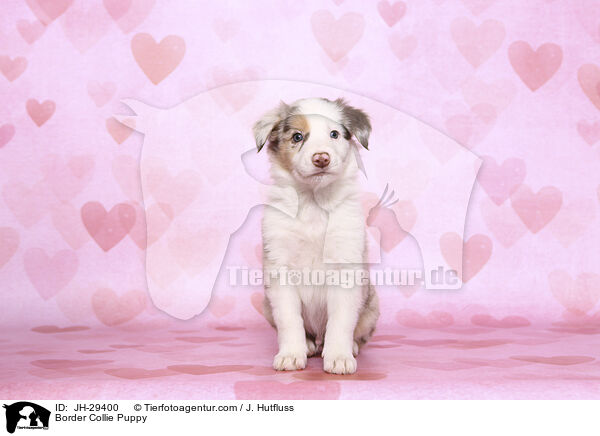 Border Collie Puppy / JH-29400