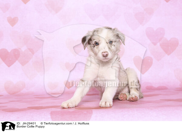 Border Collie Puppy / JH-29401