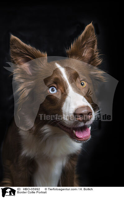 Border Collie Portrait / HBO-05992