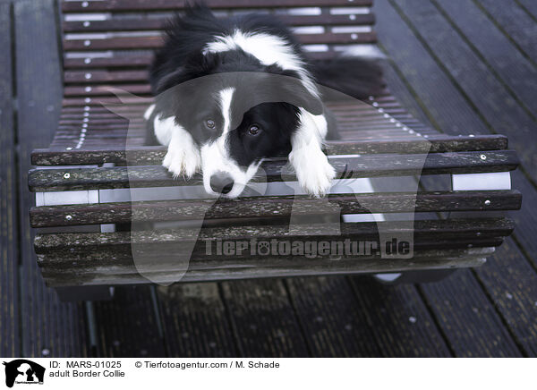 adult Border Collie / MARS-01025