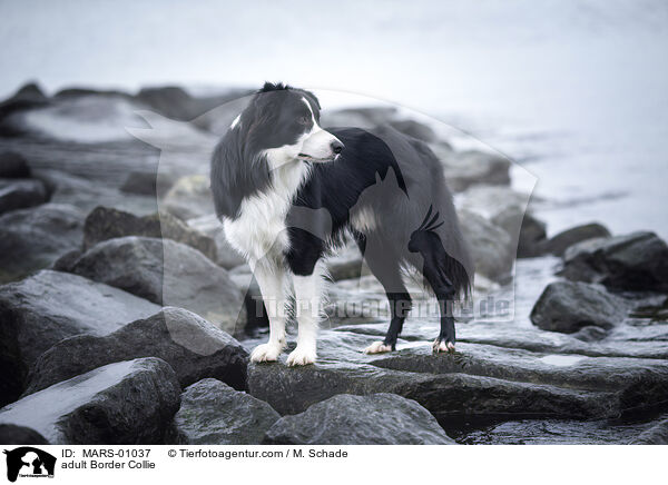 adult Border Collie / MARS-01037